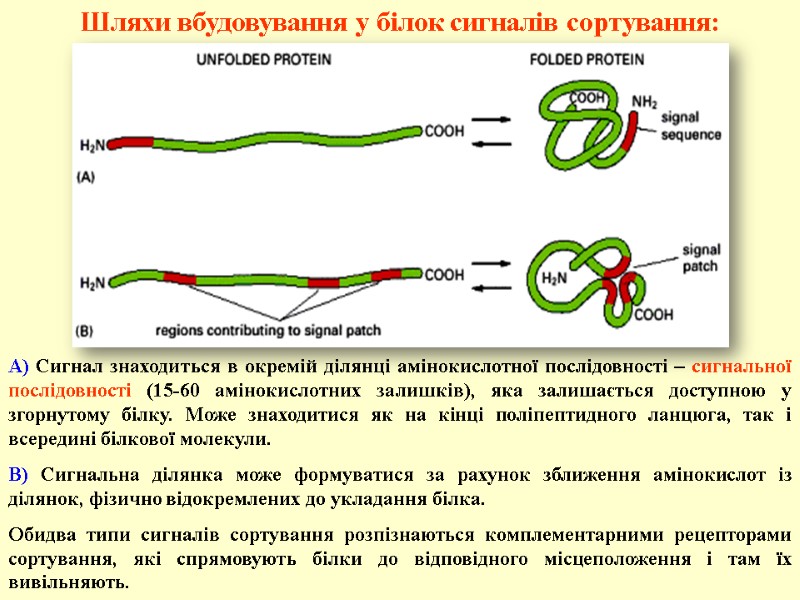 А) Сигнал знаходиться в окремій ділянці амінокислотної послідовності – сигнальної послідовності (15-60 амінокислотних залишків),